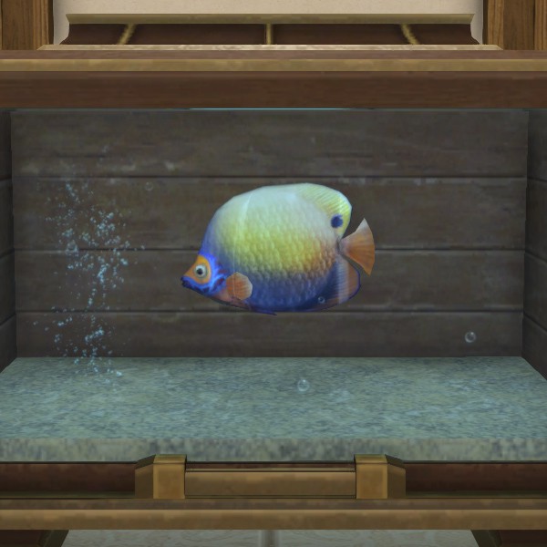 Angelfish