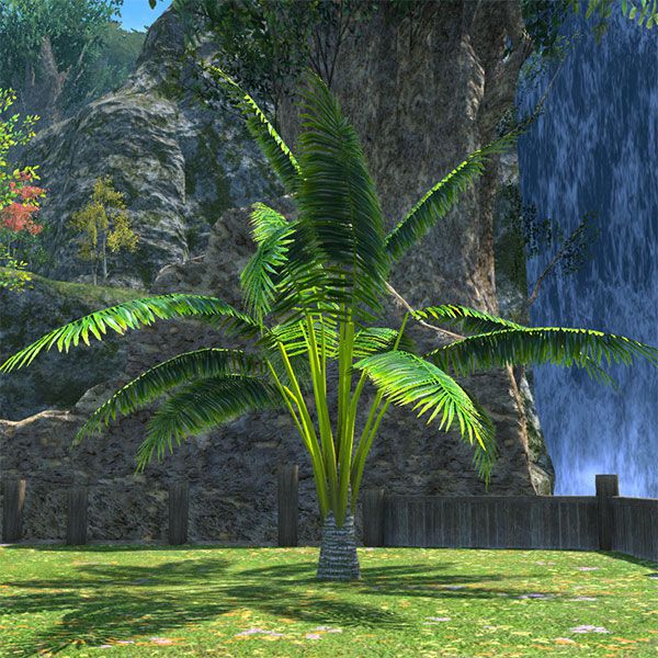 Aloalo Island Palm