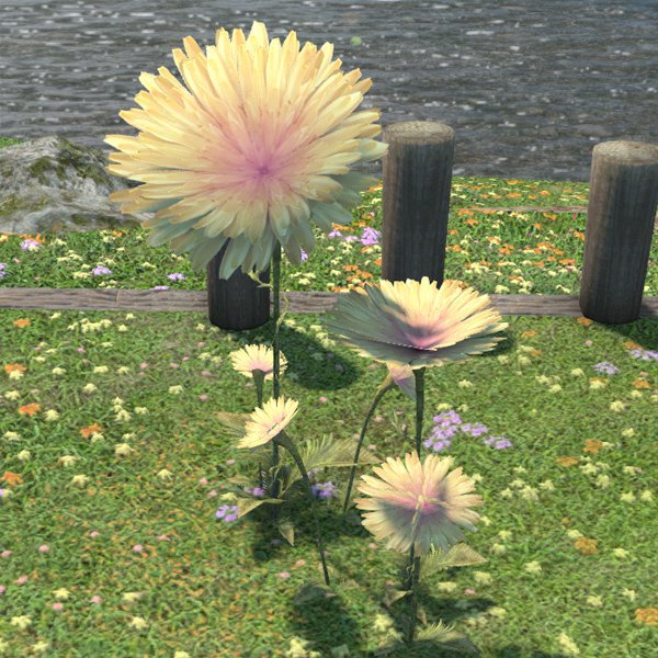Dandelion Garden Patch