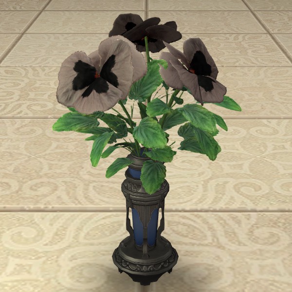Black Violas